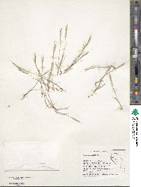 Festuca bromoides image