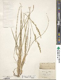 Festuca kingii image