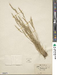 Festuca bromoides image