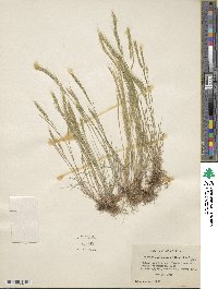 Festuca bromoides image