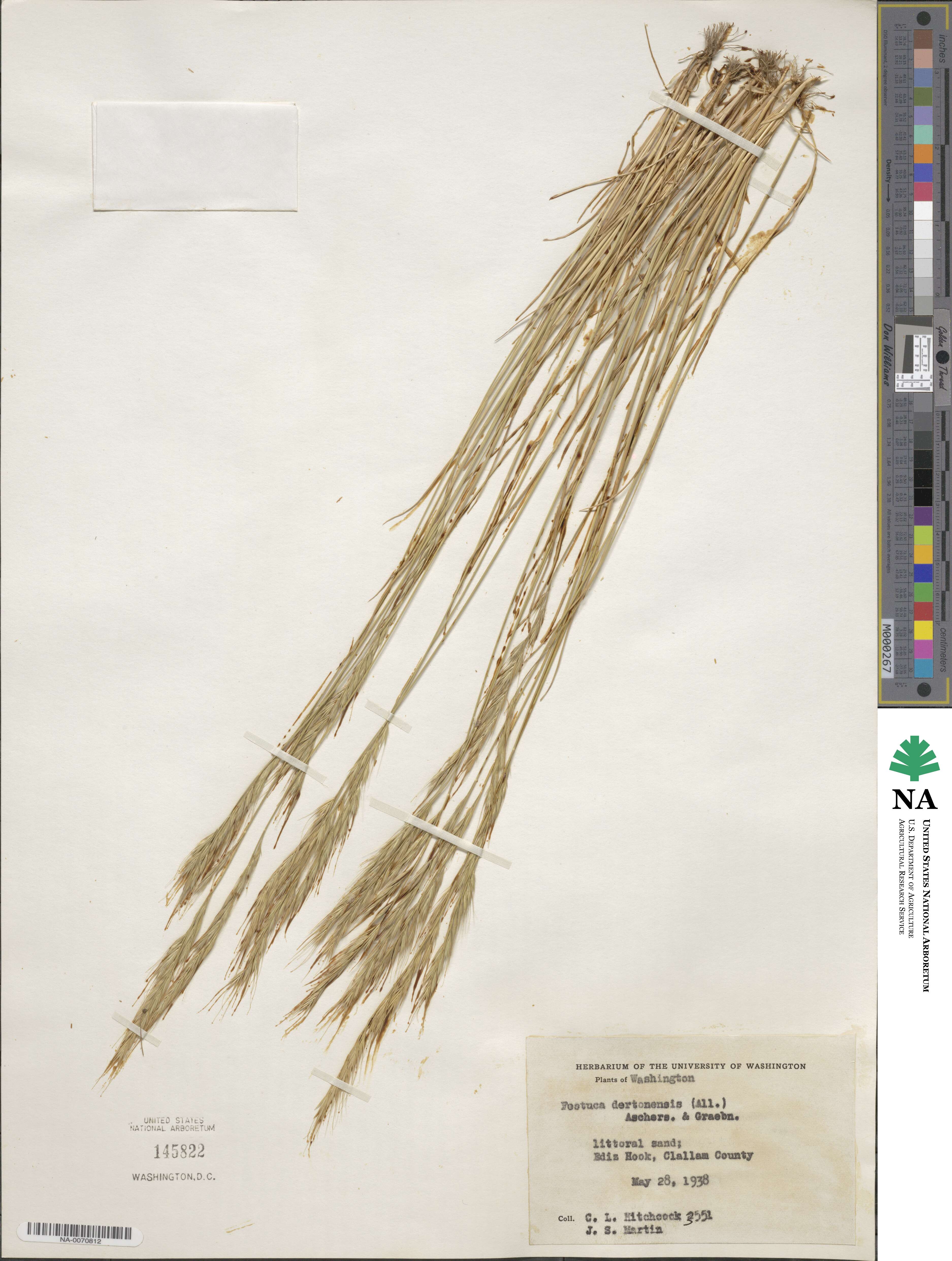 Festuca bromoides image