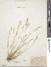 Festuca microstachys image