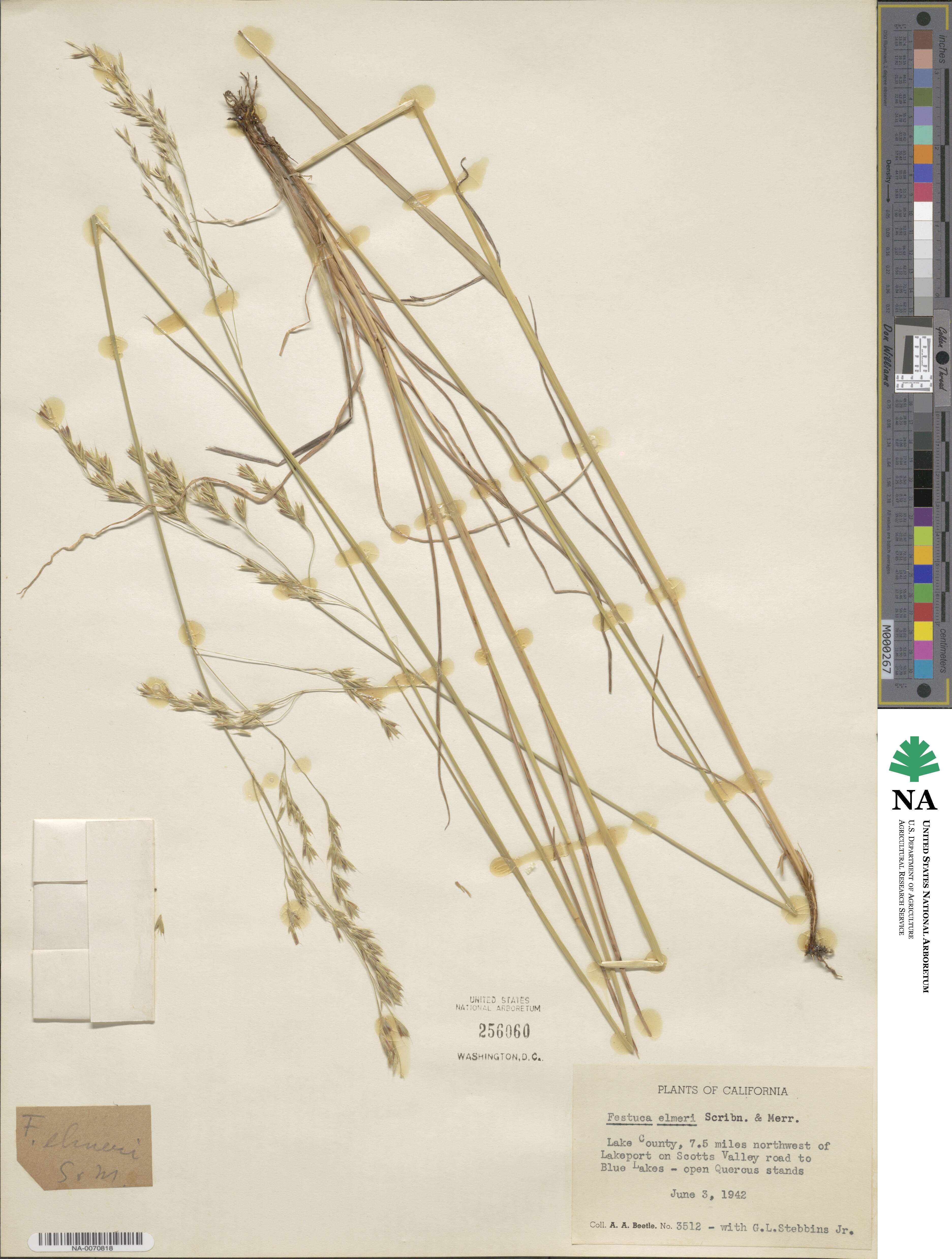 Festuca elmeri image