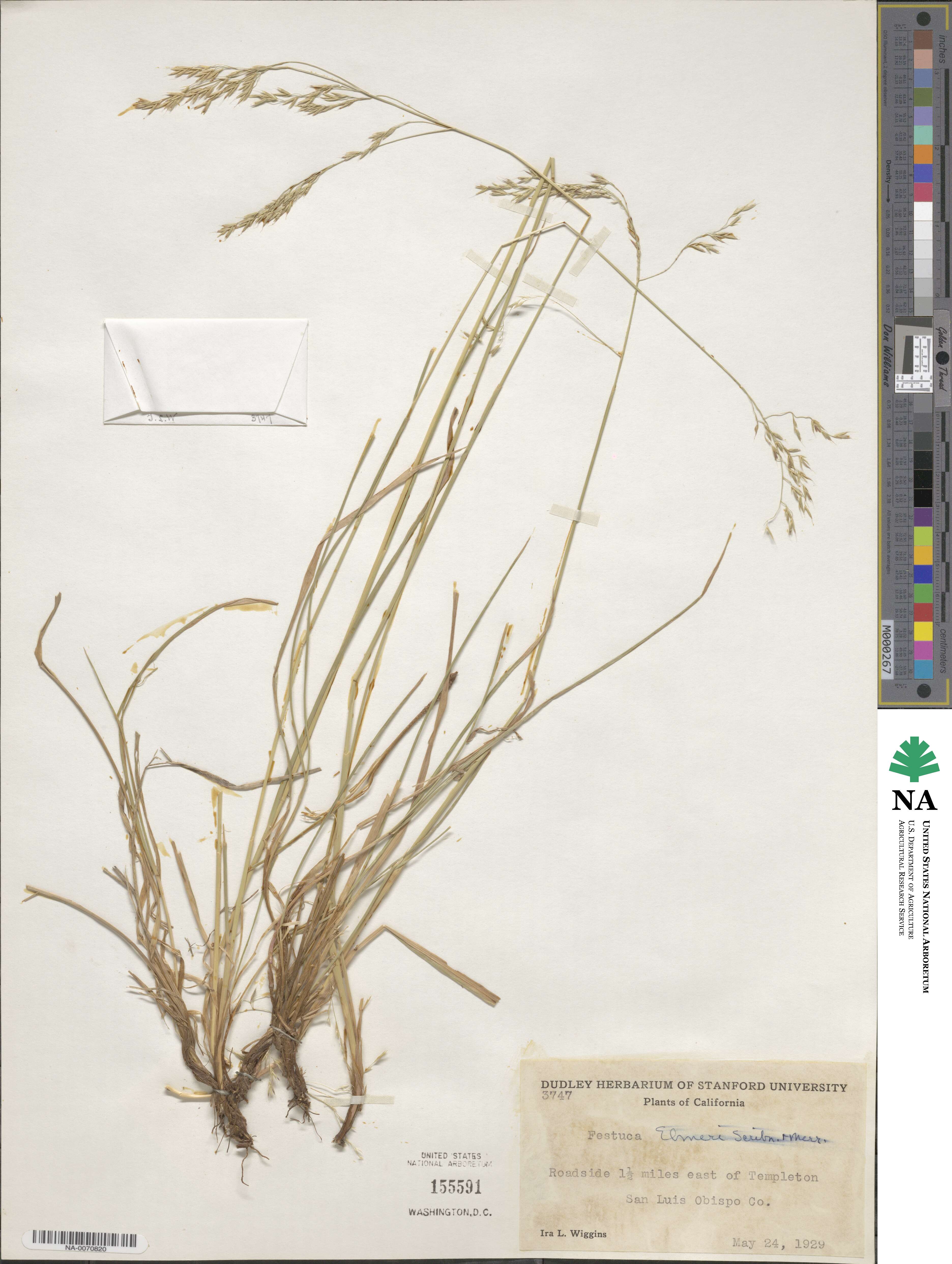 Festuca elmeri image