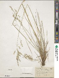 Festuca elmeri image