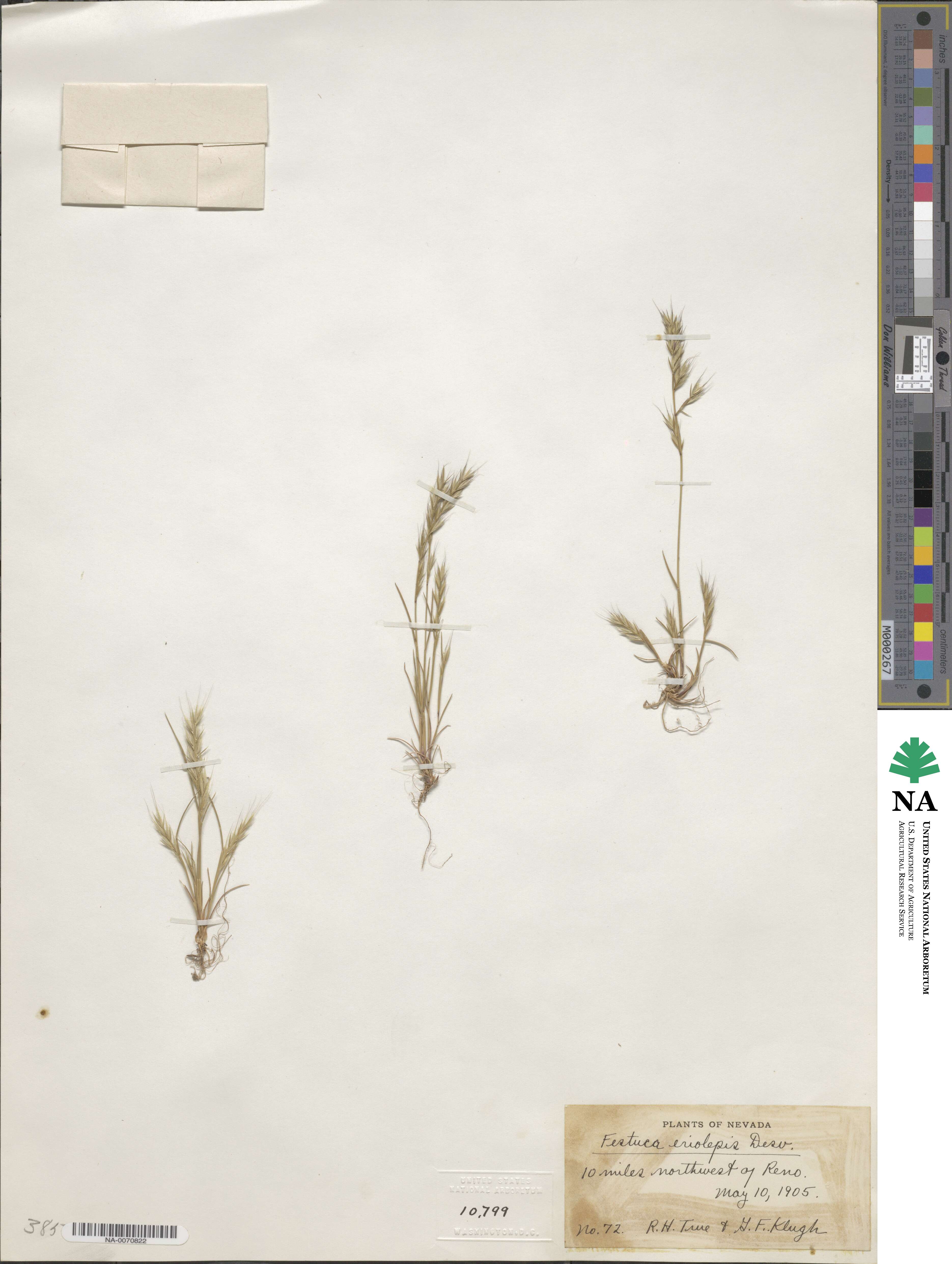 Festuca antucensis image