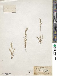 Image of Festuca antucensis