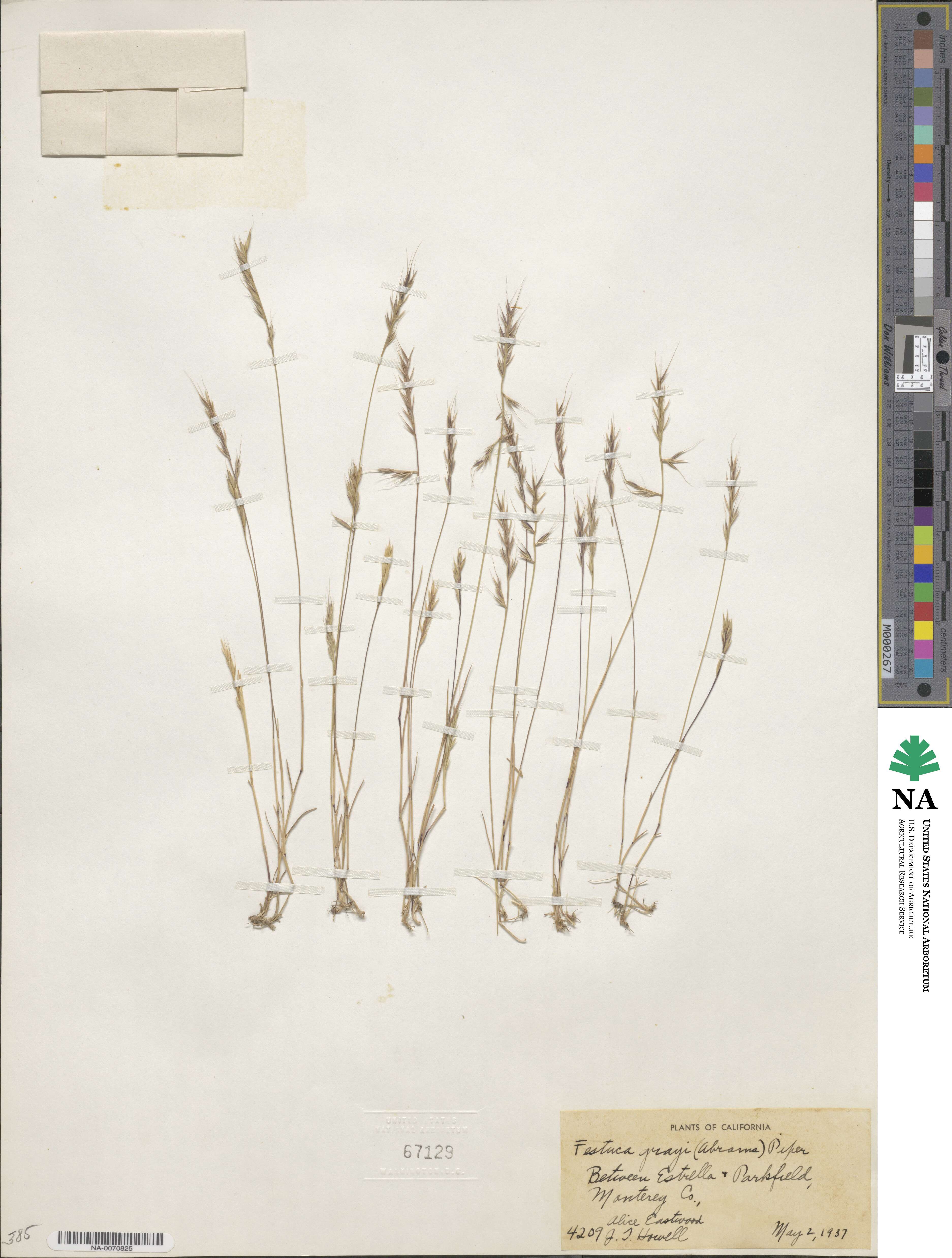 Festuca microstachys var. ciliata image