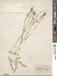 Festuca microstachys var. ciliata image