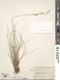 Festuca idahoensis image