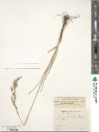 Festuca idahoensis image