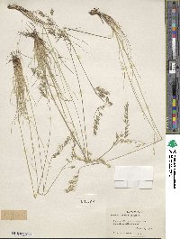 Festuca idahoensis image