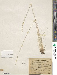 Festuca idahoensis image