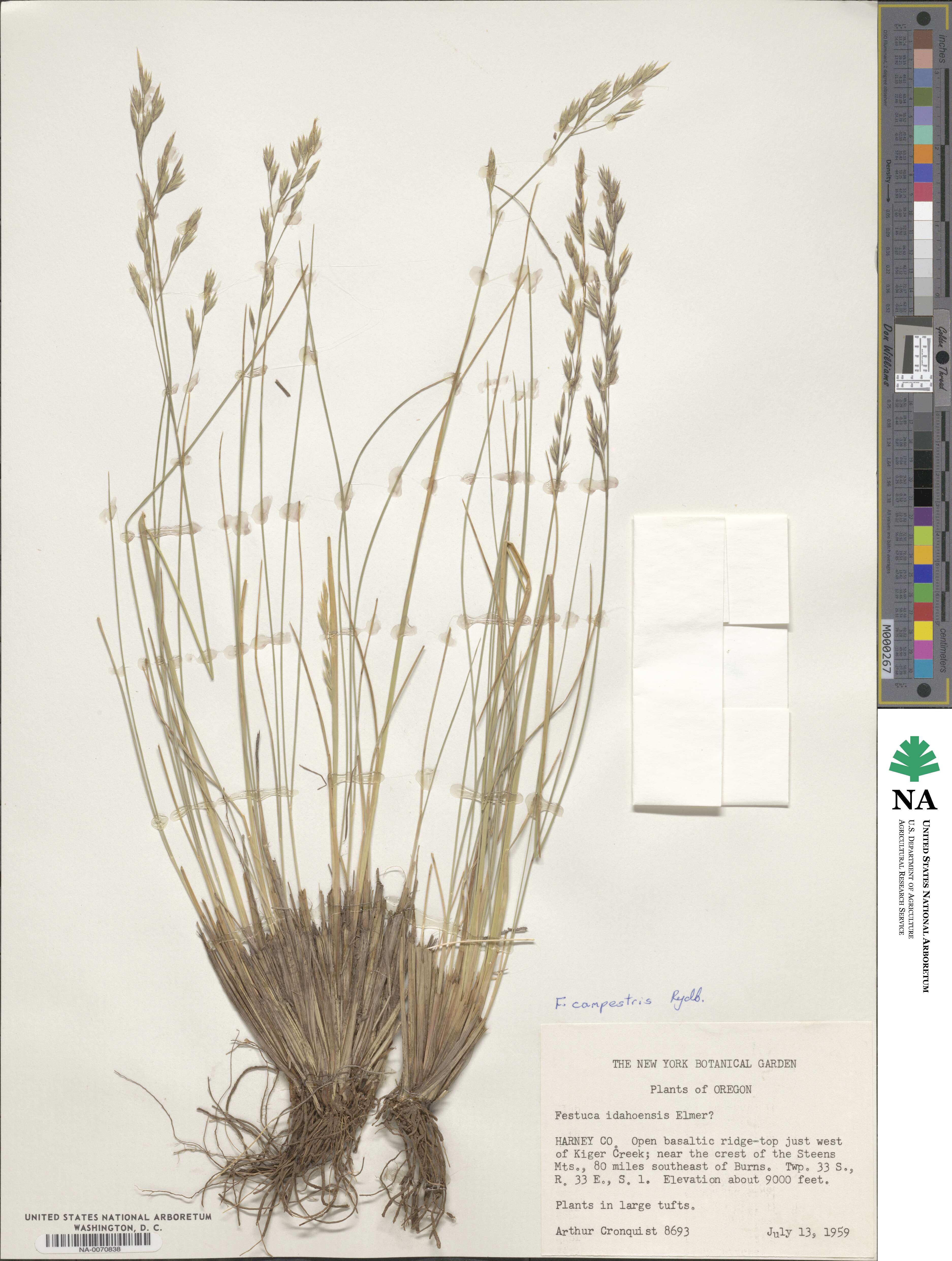 Festuca campestris image