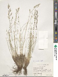 Image of Festuca campestris