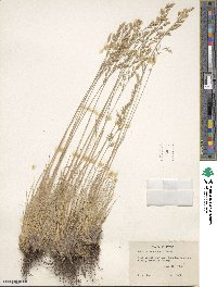 Festuca idahoensis image