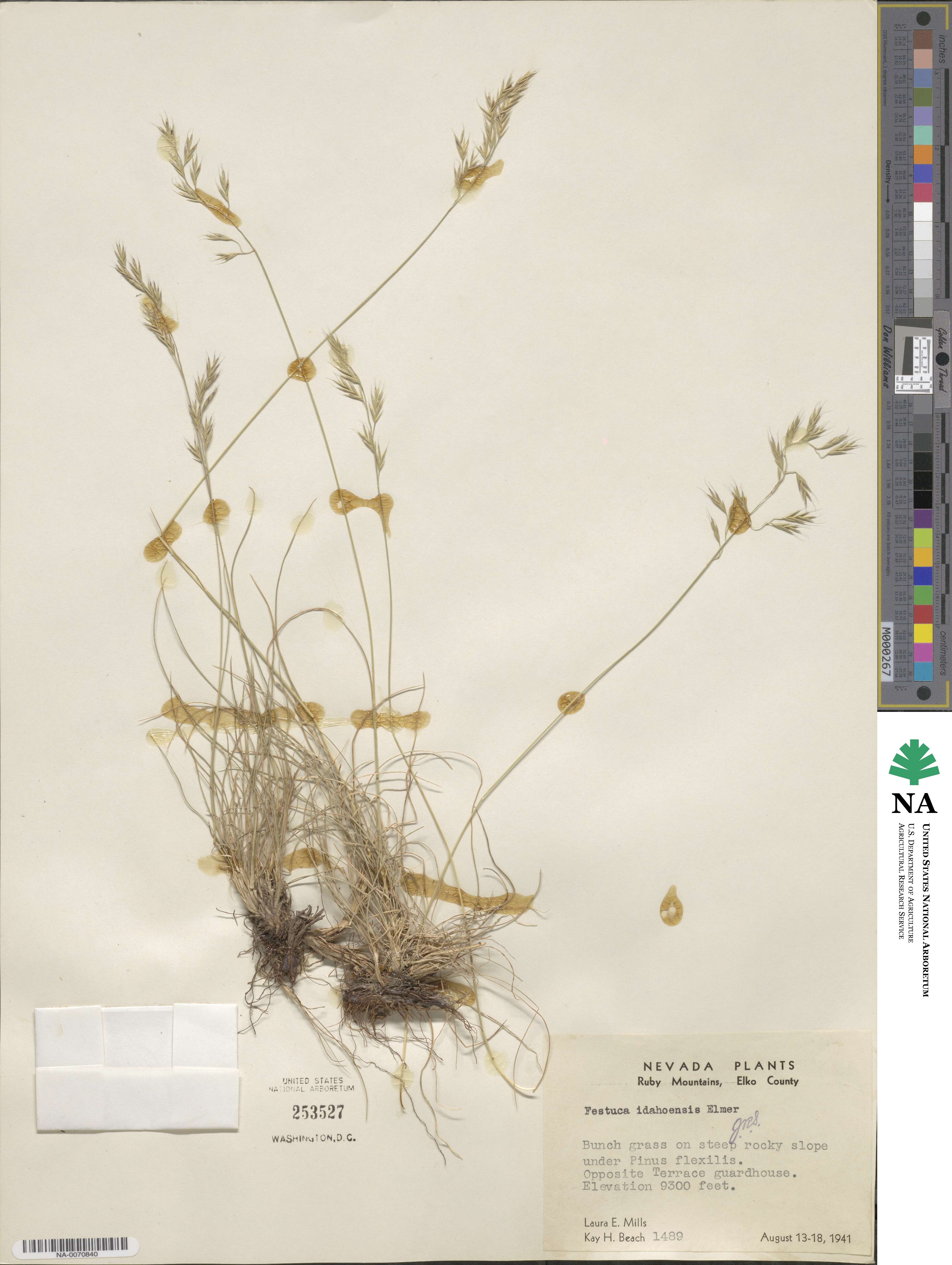 Festuca image