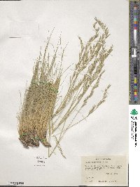 Festuca idahoensis image