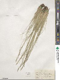 Festuca idahoensis image