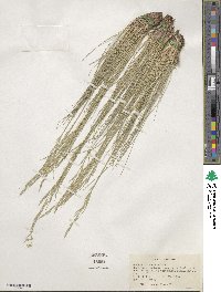 Festuca idahoensis image