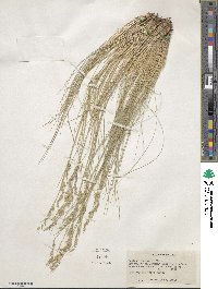 Festuca idahoensis image