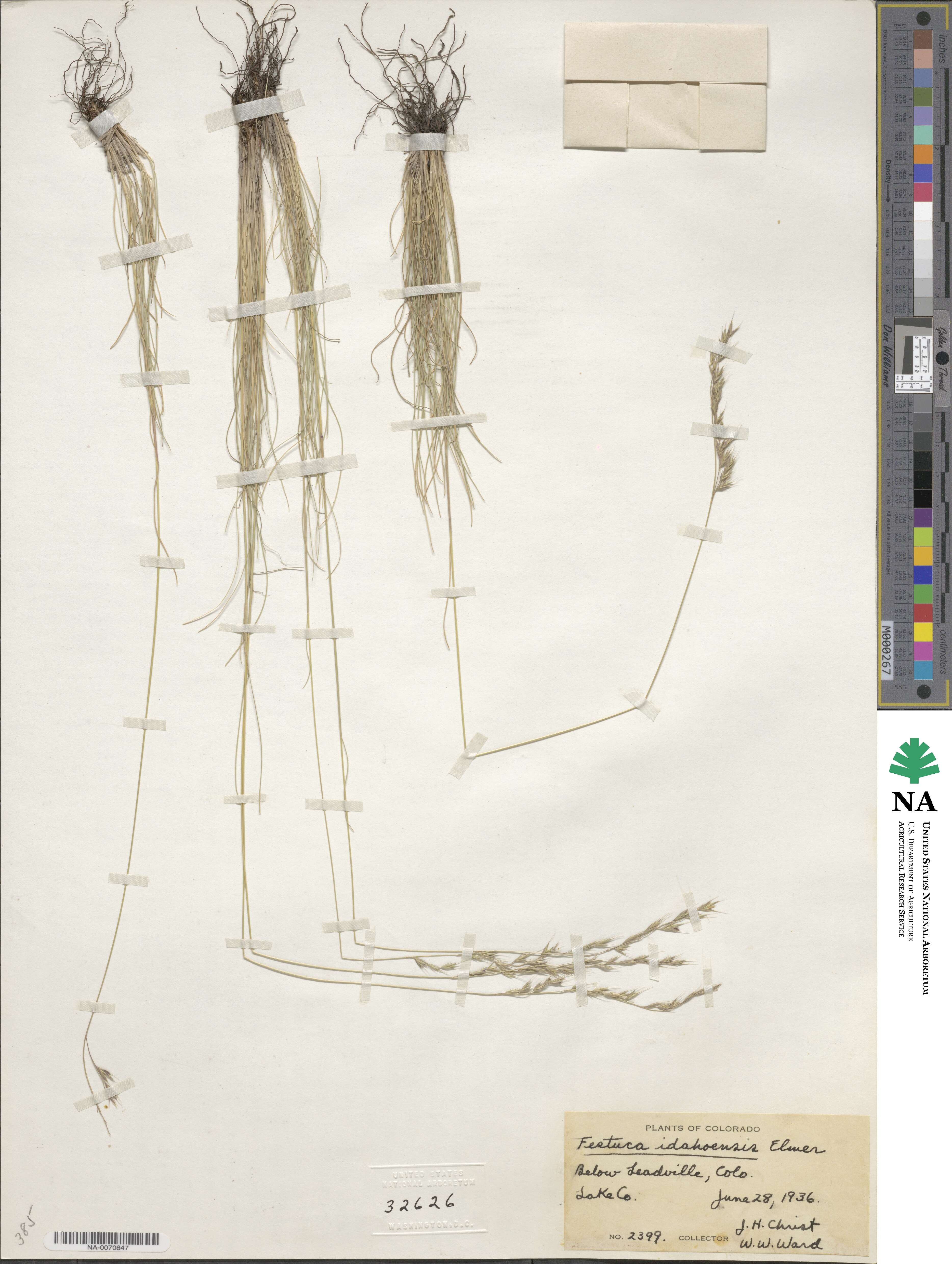 Festuca idahoensis image