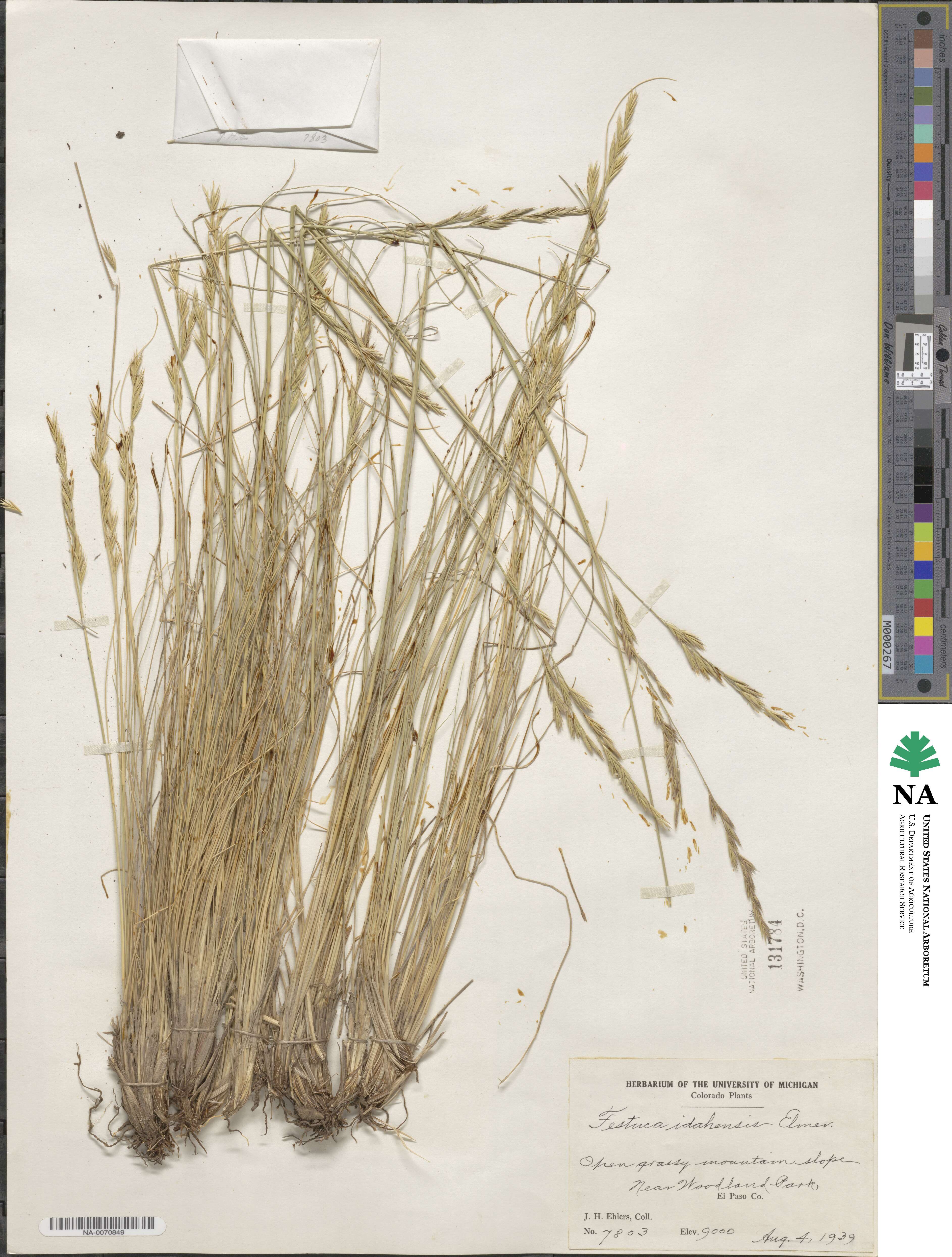 Festuca idahoensis image