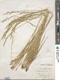 Festuca idahoensis image