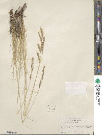 Festuca idahoensis image