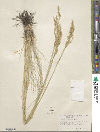 Festuca idahoensis image