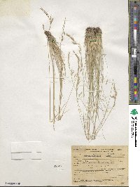 Festuca idahoensis image