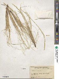 Festuca idahoensis image