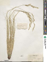 Festuca idahoensis image