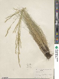 Festuca idahoensis image