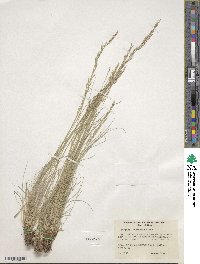 Festuca idahoensis image