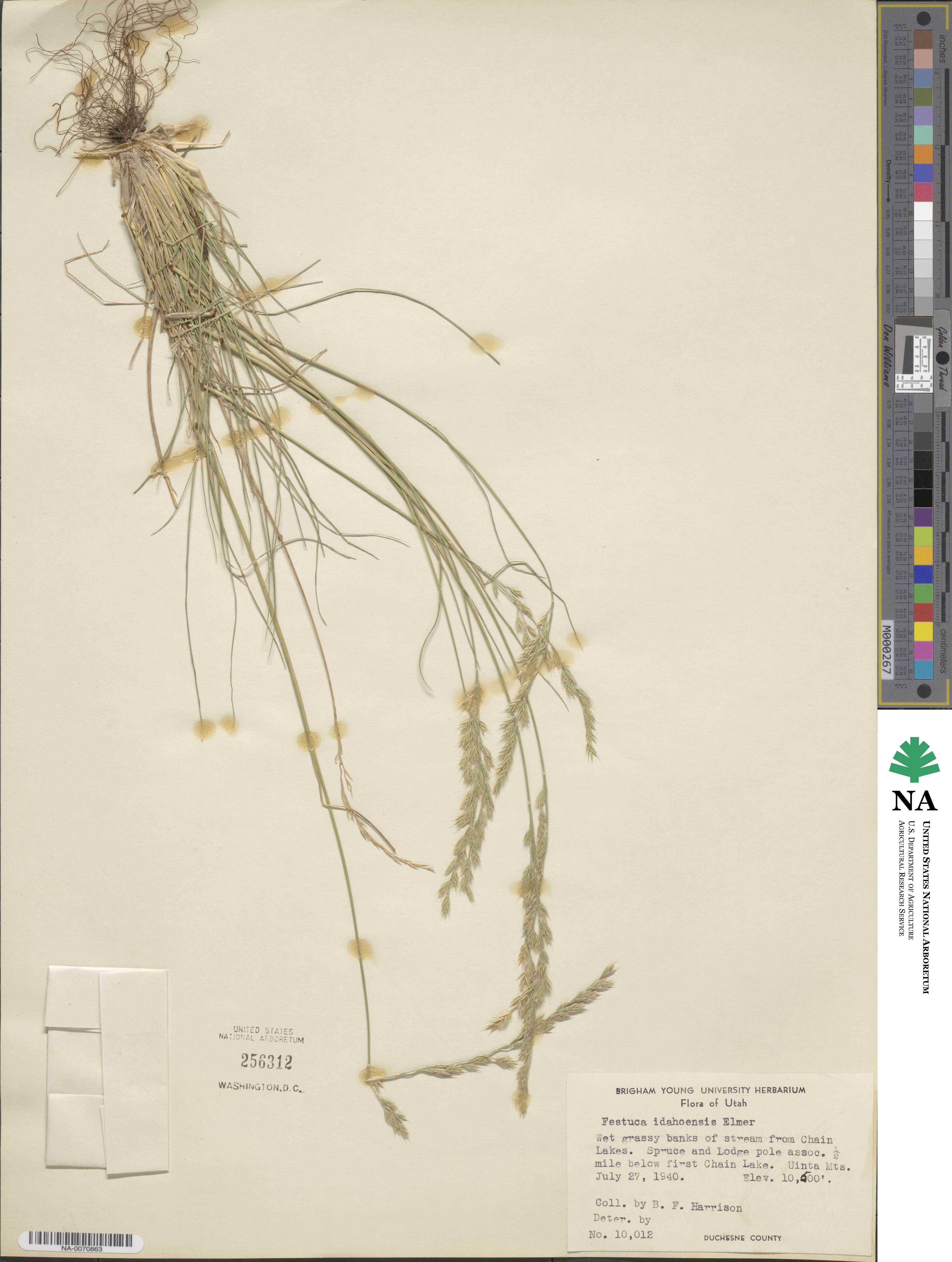 Festuca idahoensis image