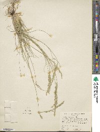 Festuca idahoensis image