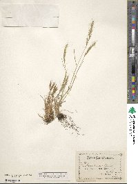 Image of Scleropogon brevifolius