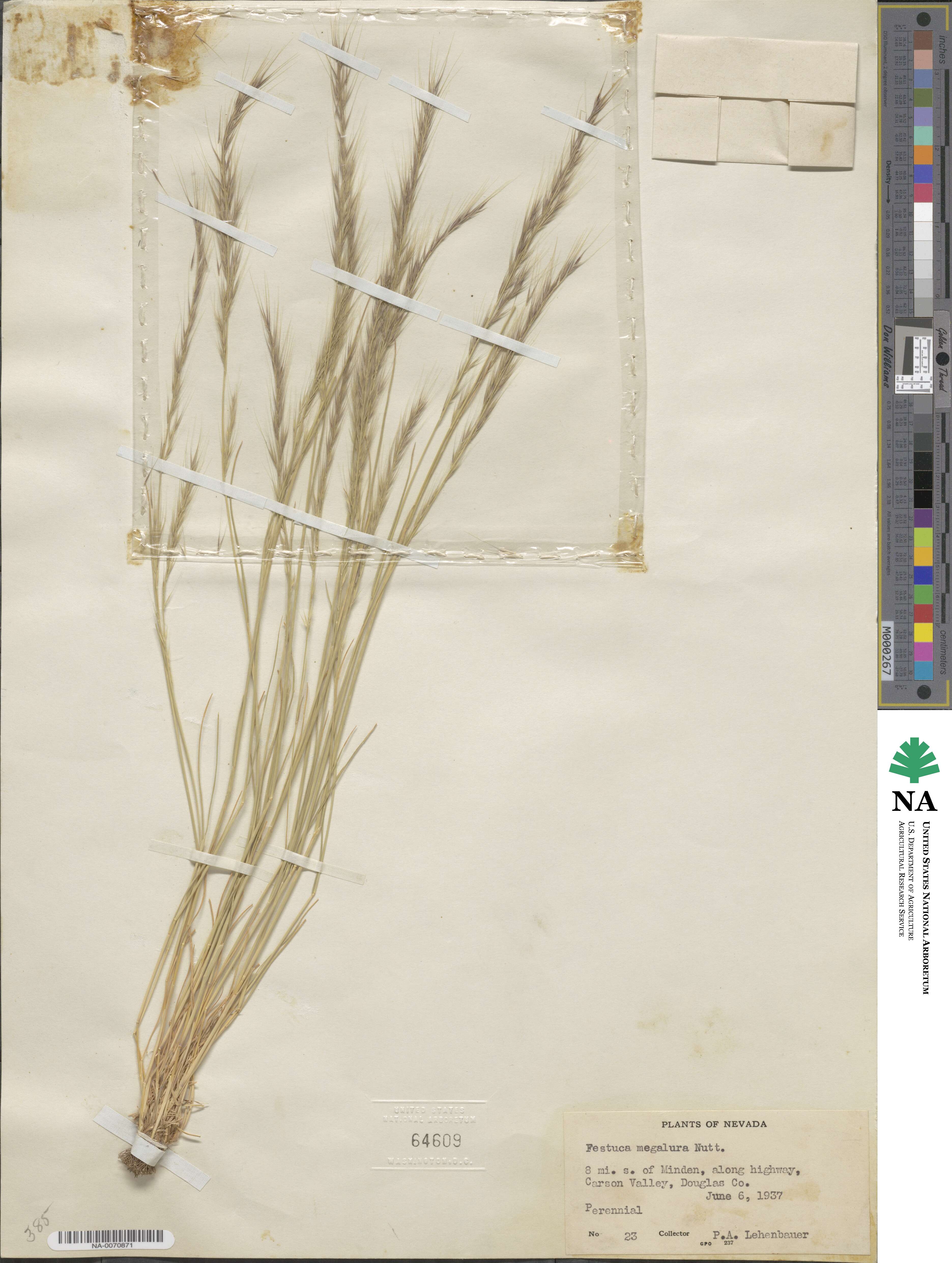 Festuca myuros image
