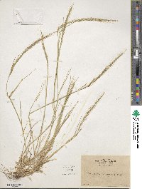 Festuca myuros image