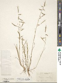 Festuca microstachys image