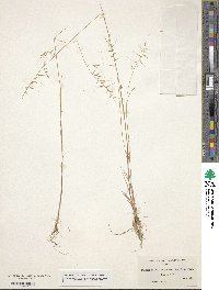 Festuca microstachys image