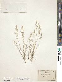 Festuca microstachys image