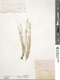 Festuca microstachys image