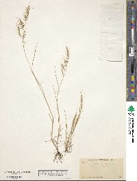 Festuca microstachys image