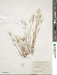 Festuca microstachys image