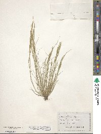 Festuca myuros image