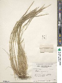 Festuca myuros image