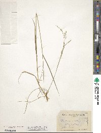 Festuca nutans image