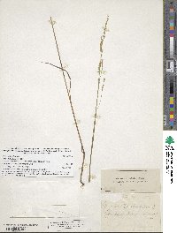 Festuca subverticillata image